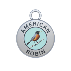 American Robin Image