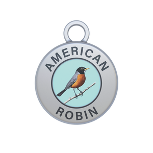 American Robin Image