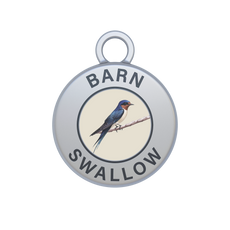 Barn Swallow Image