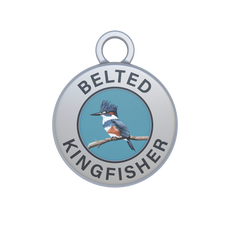 Belted Kingfisher Image