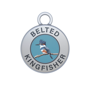 Belted Kingfisher Image