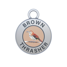 Brown Thrasher Image