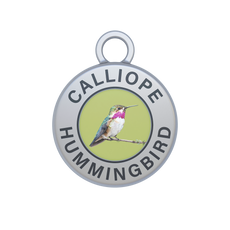Calliope Hummingbird Image