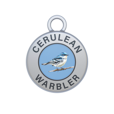 Cerulean Warbler Image
