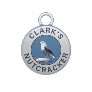 Clark's Nutcracker Image
