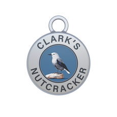 Clark's Nutcracker Image