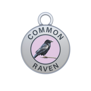 Common Raven Image
