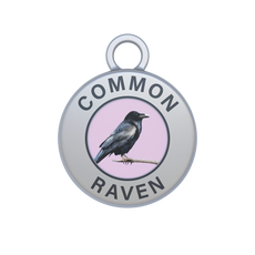 Common Raven Image
