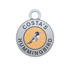 Costa's Hummingbird Image