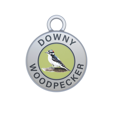 Downy Woodpecker Image