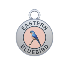 Eastern Bluebird Image