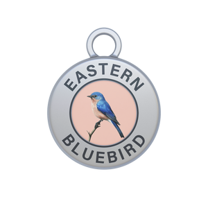 Eastern Bluebird Image
