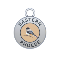 Eastern Phoebe Image