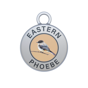 Eastern Phoebe Image