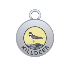 Killdeer Image