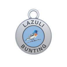 Lazuli Bunting Image