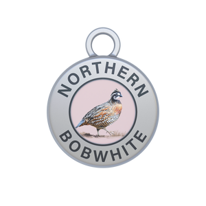 Northern Bobwhite Image