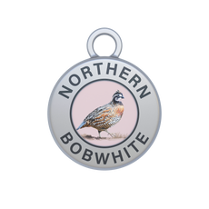 Northern Bobwhite Image