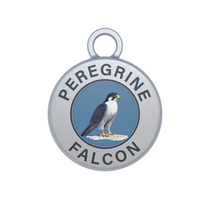 Peregrine Falcon Image