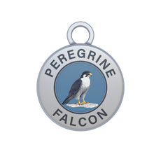 Peregrine Falcon Image