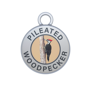 Pileated Woodpecker Image