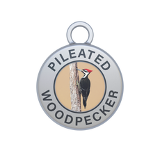 Pileated Woodpecker Image