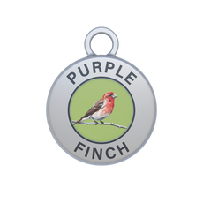Purple Finch Image