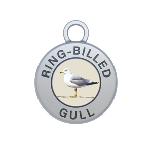 Ring-billed Gull Image