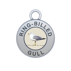 Ring-billed Gull Image