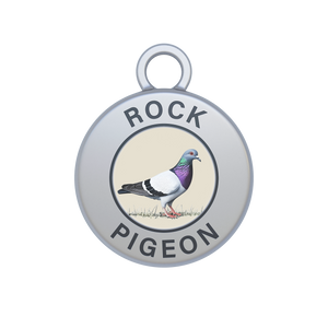 Rock Pigeon Image