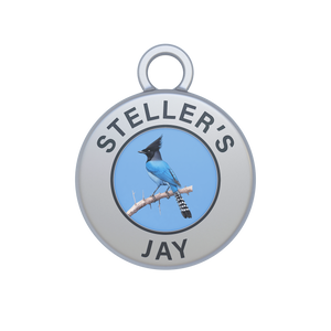 Steller's Jay Image