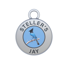 Steller's Jay Image
