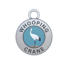 Whooping Crane Image