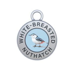 White-breasted Nuthatch Image