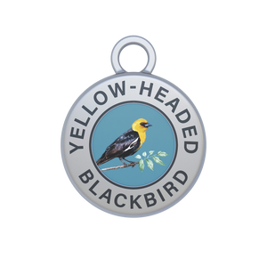 Yellow-headed Blackbird Image