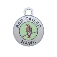Red-tailed Hawk Image