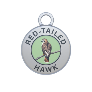 Red-tailed Hawk Image